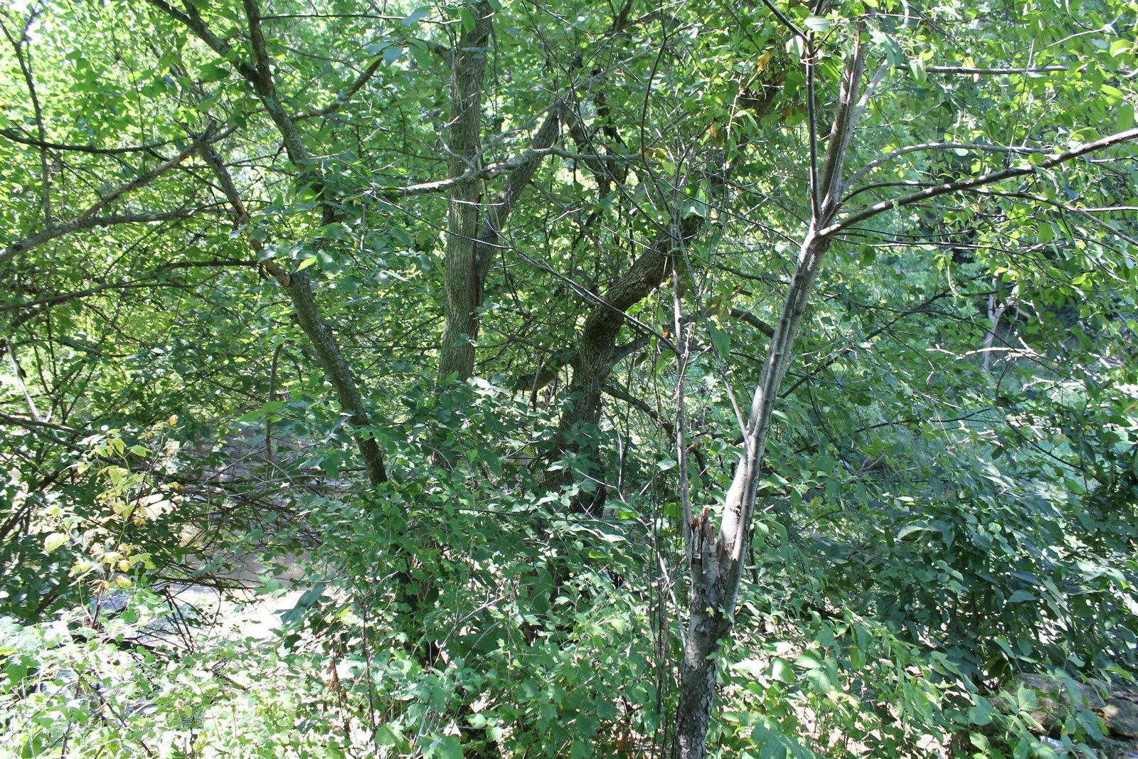 Looking west across bridge site